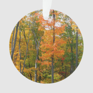 Ahornbäume im Herbst - Naturfotografie Ornament