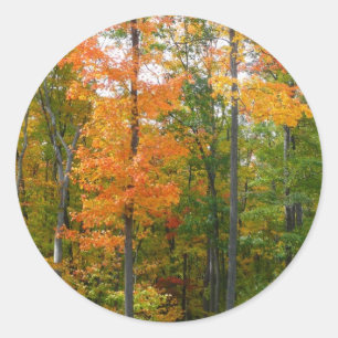 Ahornbäume im Herbst - Naturfotografie Runder Aufkleber