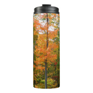 Ahornbäume im Herbst - Naturfotografie Thermosbecher