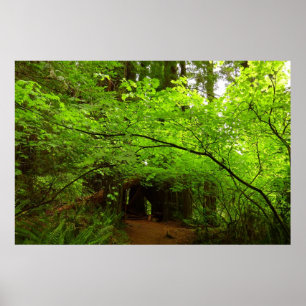 Ahornbäume im Redwood-Wald Poster
