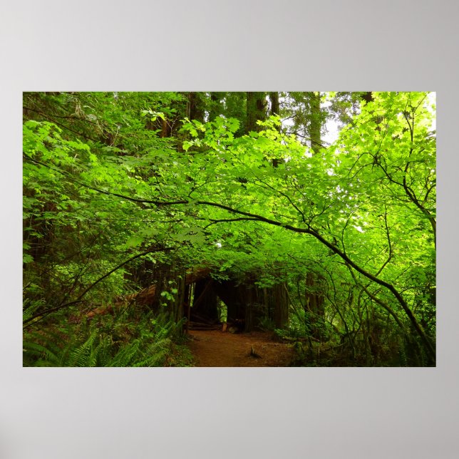 Ahornbäume im Redwood-Wald Poster (Vorne)