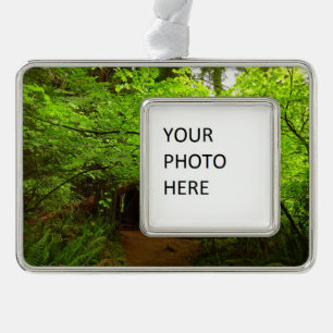 Ahornbäume im Redwood-Wald Rahmen-Ornament Silber