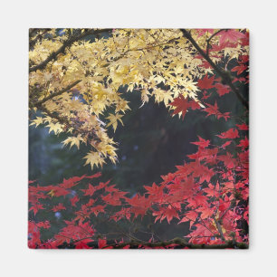 Ahornbäume in Herbstfarbe Magnet