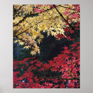 Ahornbäume in Herbstfarbe Poster