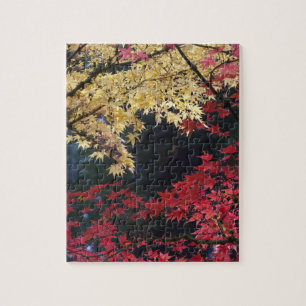 Ahornbäume in Herbstfarbe Puzzle