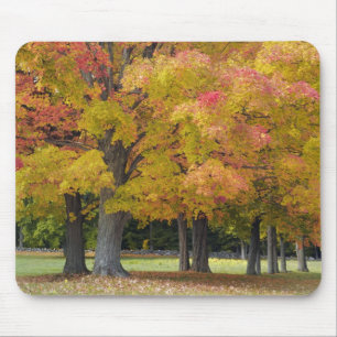Ahornbäume in Herbstfarben, bei Concord, Mousepad