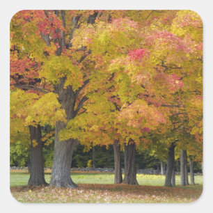 Ahornbäume in Herbstfarben, bei Concord, Quadratischer Aufkleber