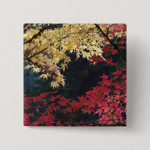 Ahornbäume in Herbstfarben Button