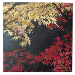 Ahornbäume in Herbstfarben Fliese
