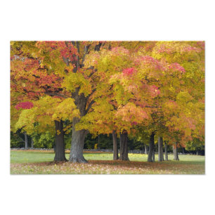Ahornbäume in Herbstfarben, in der Nähe von Conc Fotodruck