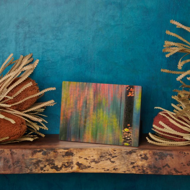 Ahornbäume | Silver Falls Staat Park Fotoplatte (Seite)