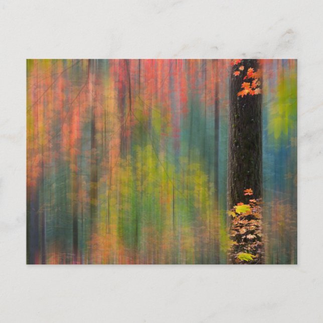 Ahornbäume | Silver Falls Staat Park Postkarte (Vorderseite)