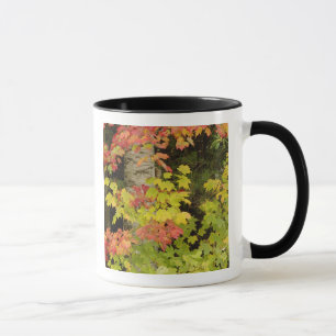 Ahornbäume und Birke im Herbst, weiß Tasse