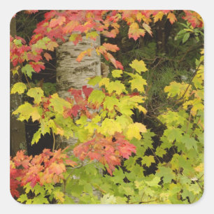 Ahornbäume und Birken im Herbst, weiß Quadratischer Aufkleber