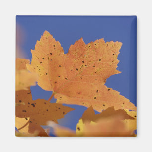 Ahornblatt im Herbst und blauer Himmel, weiß Magnet