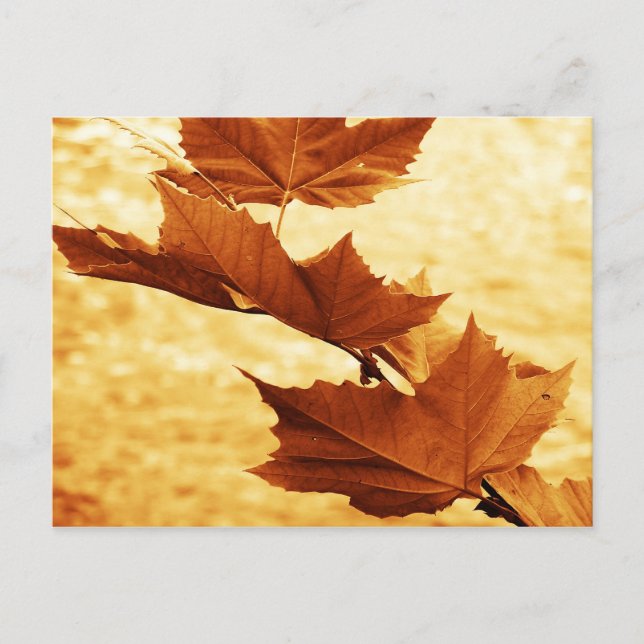 Ahornblatt Postkarte (Vorderseite)