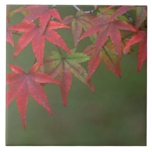 Ahornblätter, Katsura, Kyoto, Japan Fliese