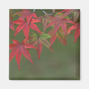 Ahornblätter, Katsura, Kyoto, Japan Magnet