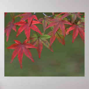 Ahornblätter, Katsura, Kyoto, Japan Poster