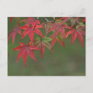 Ahornblätter, Katsura, Kyoto, Japan Postkarte