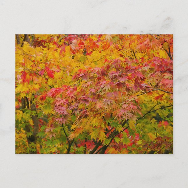 Ahornblätter Postkarte (Vorderseite)