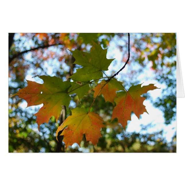 Ahornleaf-leaf-Karte (Vorderseite (Horizontal))