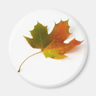 Ahornleaf Magnet