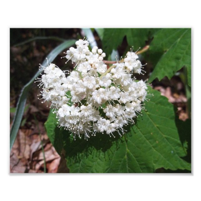 Ahornleaf Viburnum Fotodruck (Vorne)