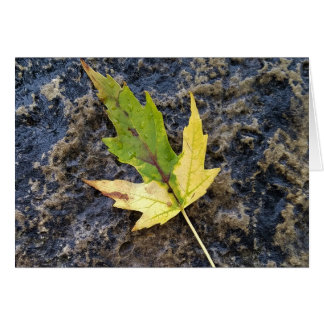 Ahornleaf, weiße Umschläge inbegriffen