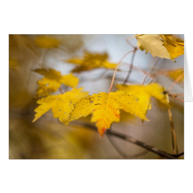 Ahornleuchte (Vorderseite (Horizontal))