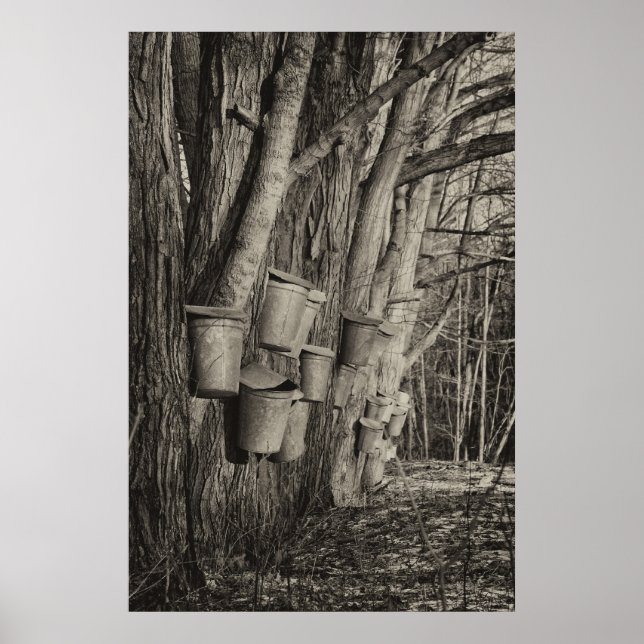 Ahornsirup Zeit Poster (Vorne)