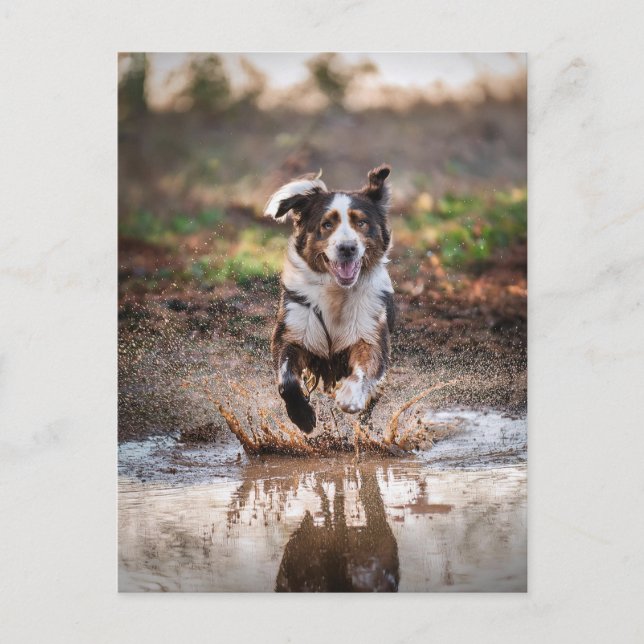 AI Hund Postkarte (Vorderseite)