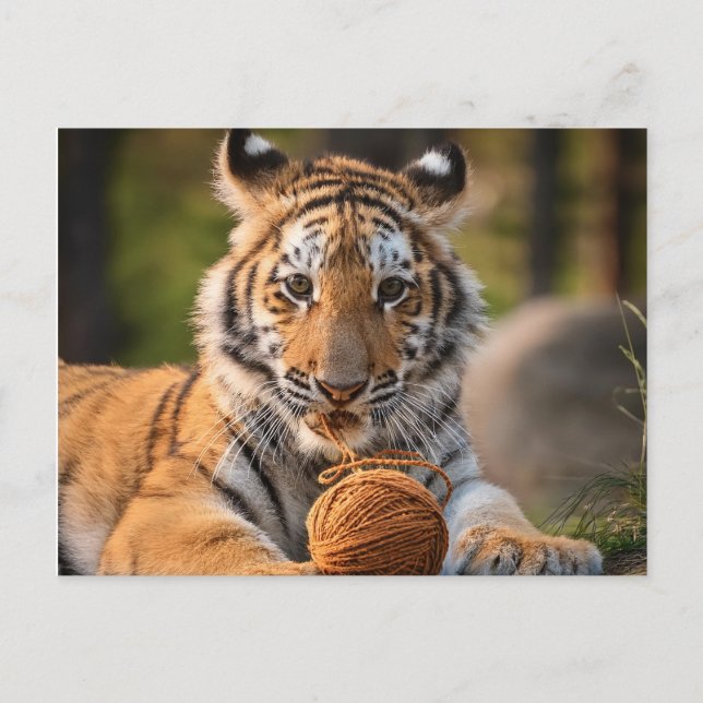 AI Tiger mit Garn Postkarte (Vorderseite)