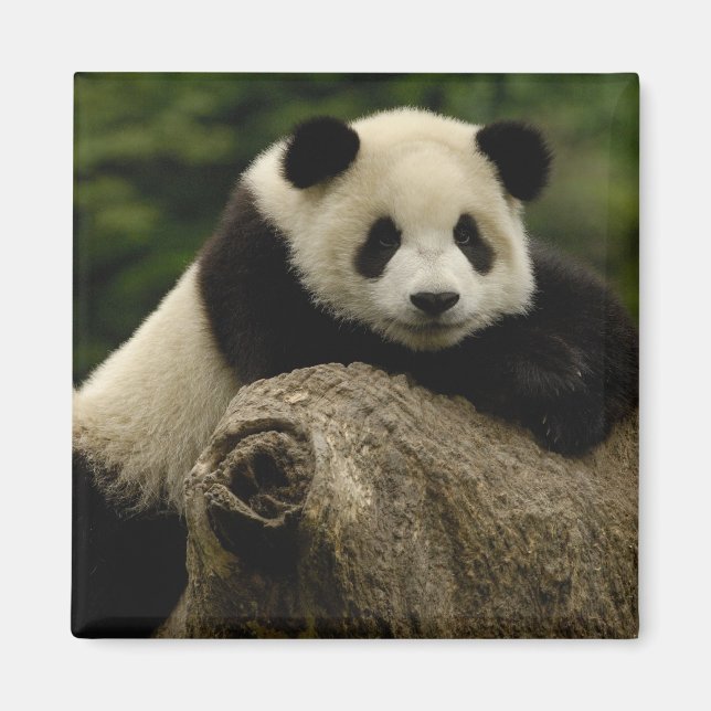 Ailuropoda melanoleuca (Riesenpanda) Magnet (Vorne)