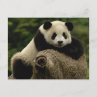 Ailuropoda melanoleuca (Riesenpanda)