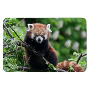 Ailurus fulgens magnet