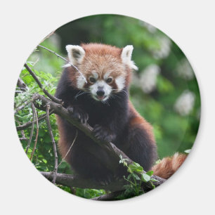 Ailurus fulgens magnet