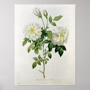 Aime Vibere  engraved by Eustache Hyacinthe Poster