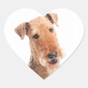 Airdale Terrier Welpenhund Herz Aufkleber / Etiket