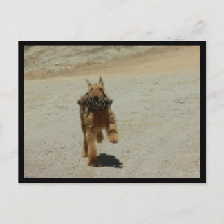 Airedale Dog Postkarte
