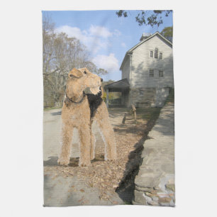 Airedale im Stallhof Küchentuch