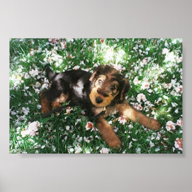 Airedale-Jungtier auf dem Blumenfeld Poster (Vorne)