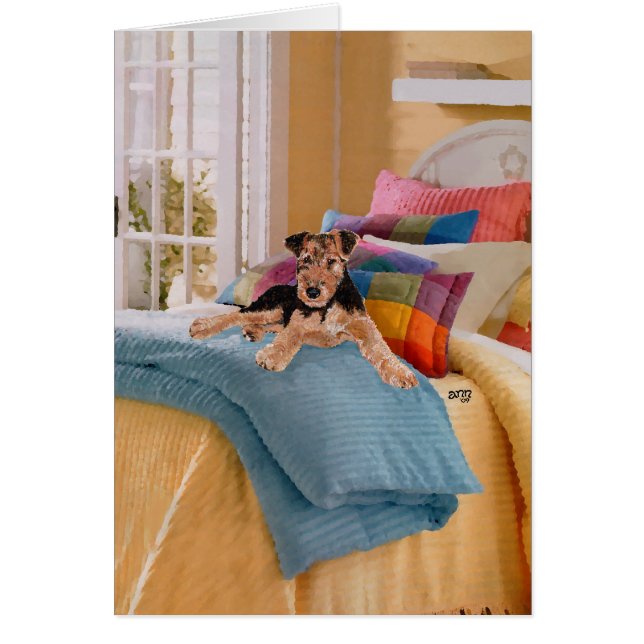 Airedale, Lakeland oder Welsh Terrier Pup (Vorne)