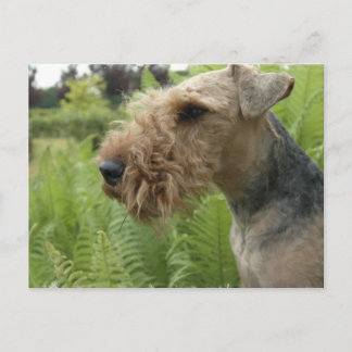 Airedale Postkarte