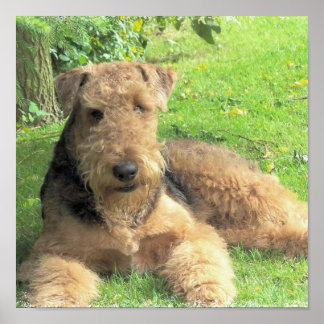 Airedale Terrier Foto Print Poster
