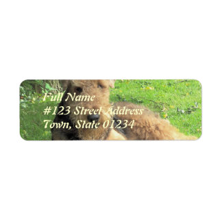 Airedale Terrier Hund Rücksendeadresse