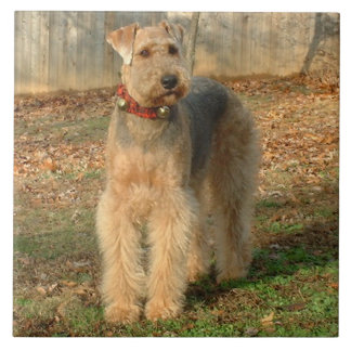 Airedale-Terrier-HundeFoto-Fliese Fliese