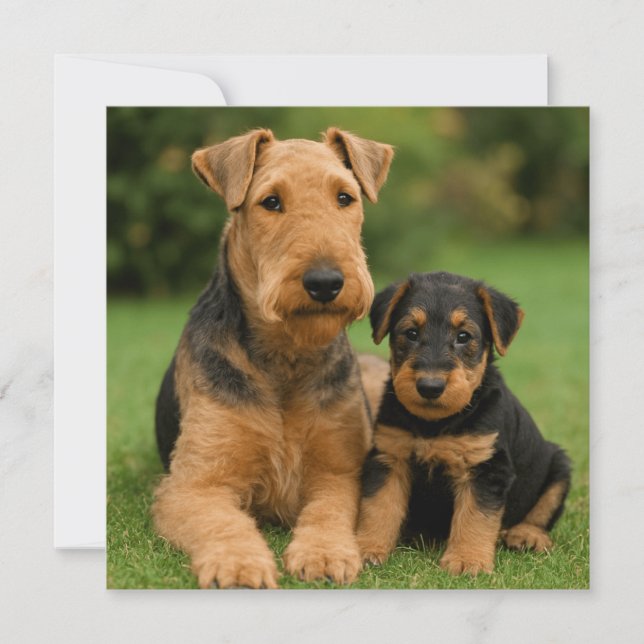 Airedale Terrier mit Welpe Einladung (Vorderseite)