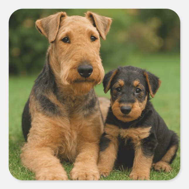 Airedale Terrier mit Welpe Quadratischer Aufkleber (Vorderseite)