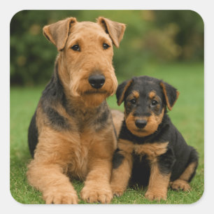 Airedale Terrier mit Welpe Quadratischer Aufkleber